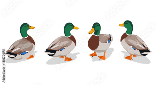 Colorful mallard ducks in various poses with shadow