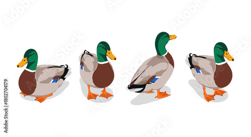 Colorful mallard ducks in a flat minimalist design on white background