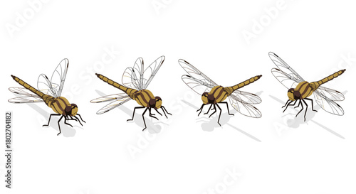 Detailed dragonfly side view with transparent wings