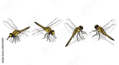 Detailed dragonfly art in various angles with shadows