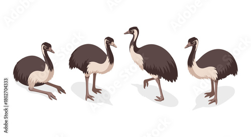 Set of emu silhouettes in various poses on white background