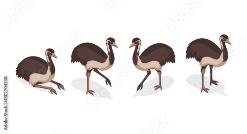 Dynamic emu poses set against a clean white background