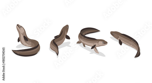 Realistic eel set with shadow effects on white background