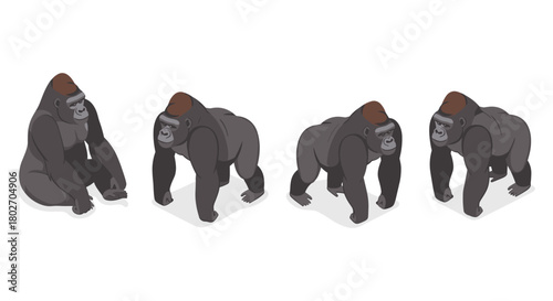 Isometric gorilla poses: wildlife animal graphics