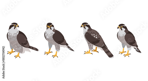 Set of four realistic goshawk birds in profile view on white background