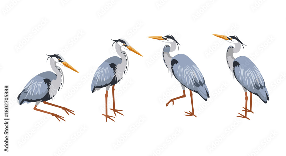 Obraz premium Elegant heron set: detailed bird illustrations for nature and wildlife projects
