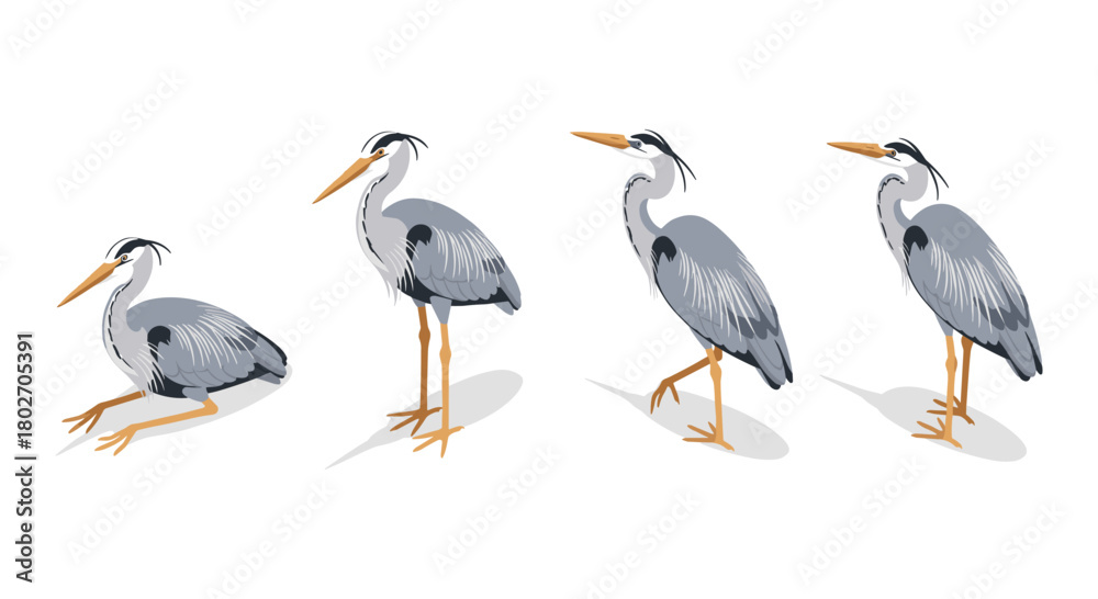 Obraz premium Elegant heron silhouettes: graceful bird poses with detailed feathers