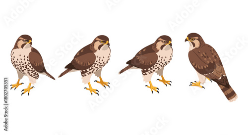 Detailed side and front views of falcons in flat style on white background