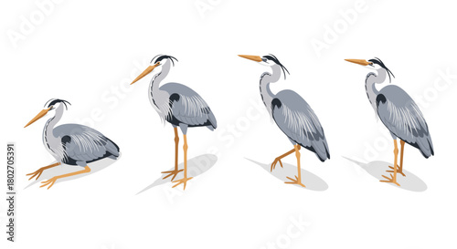 Elegant heron silhouettes: graceful bird poses with detailed feathers