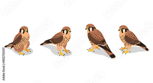 Kestrel birds in flat style on white background