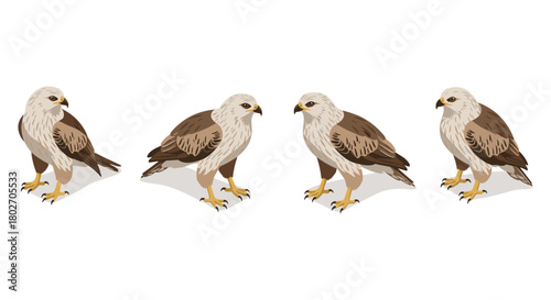 Bird side view collection with brown feathers and shadows