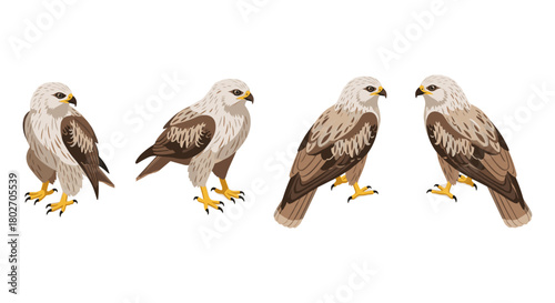 Detailed birds of prey: hawks in side and front view set