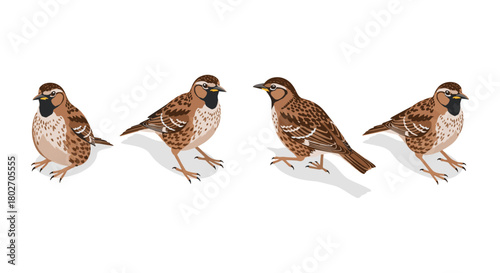 Detailed bird sequence showcasing various finch movements in natural style