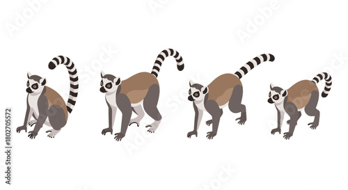 Stylized lemur progression in flat design with distinctive tails