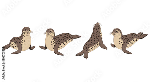 Playful seal poses: marine mammal in various positions
