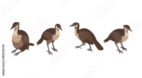 Four cartoon birds on white background: different poses and expressions