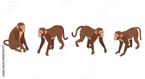 Flat style monkeys in various poses on white background