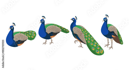 Elegant peacock collection: colorful bird beauty showcasing graceful plumage