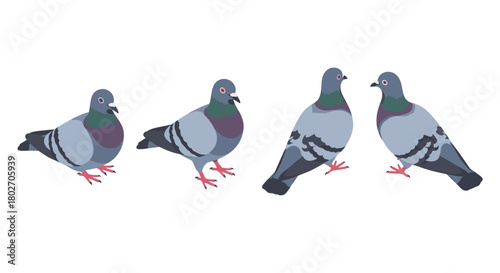 Set of cartoon pigeons on white background