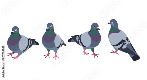 Flat style pigeon set on white background