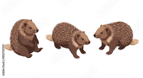 Realistic porcupine trio on white background: detailed wildlife art
