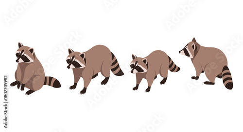 Set of four cartoon raccoon poses on white background