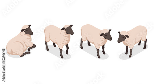 Isometric sheep illustrations on white background