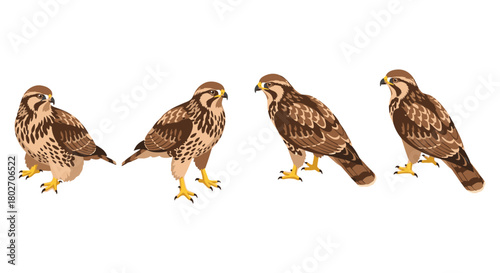 Realistic falcon art with detailed plumage design