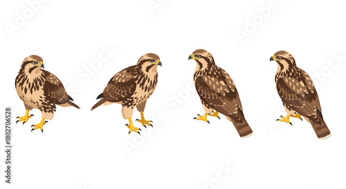 Realistic hawk collection: detailed wildlife birds in profile view