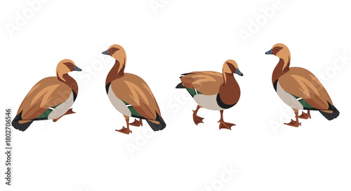 Colorful duck collection: realistic waterfowl in various poses on white background