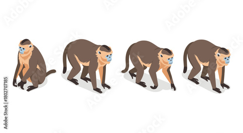 Isometric capuchin monkey walking sequence on white background