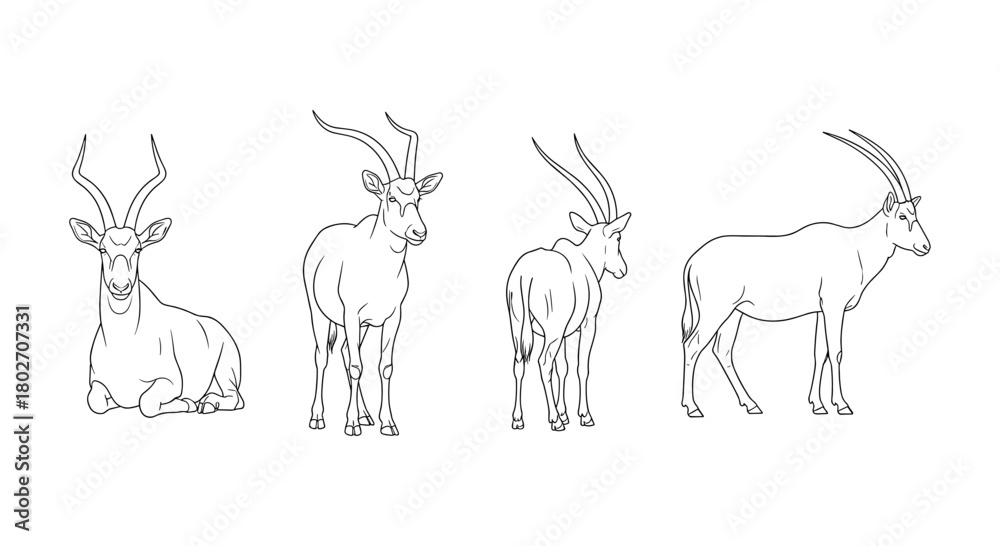 Fototapeta premium Antelope line art: detailed side and front views