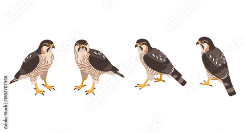 Realistic bird collection: four peregrine falcons in different poses on white background