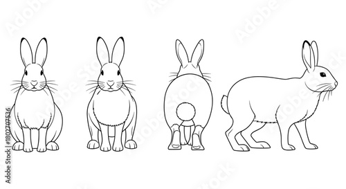 Rabbit outline set featuring multiple poses in clean line style