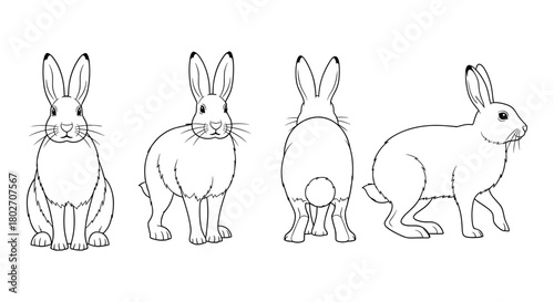Rabbit line art: multiple angles of a detailed hare in linear style