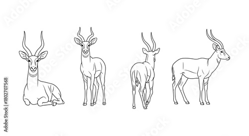 Deer silhouette illustrations: four angles of elegant wildlife animals in linear style