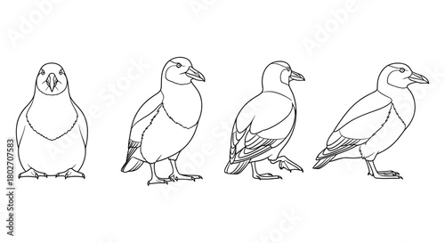 Puffin bird line art set featuring multiple angles for creative design projects