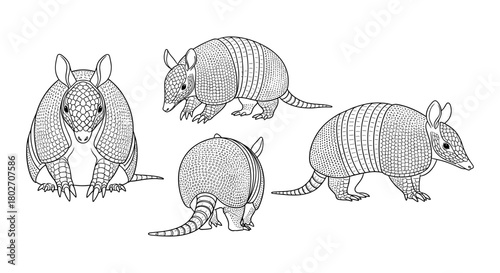 Detailed armadillo designs in black and white for coloring books and art projects
