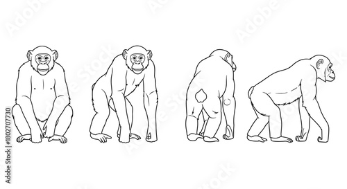 Chimpanzee outline: four-view linear sketch of primate in various poses