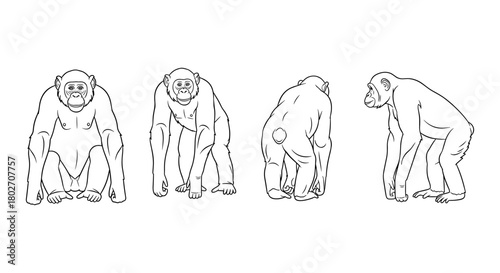 Chimpanzee line art from multiple angles: front, side, rear views in outline style