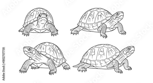 Detailed black and white turtle sketches displaying varied poses and perspectives