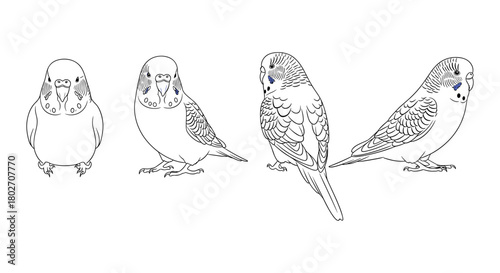 Detailed line art of budgerigars in various poses on white background
