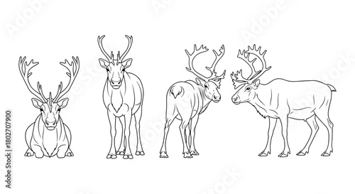 Elegant linear reindeer drawings with detailed antlers displaying various poses