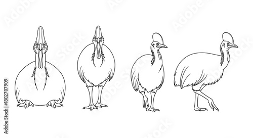 Detailed line art of casuarius in various poses: front, profile, walking