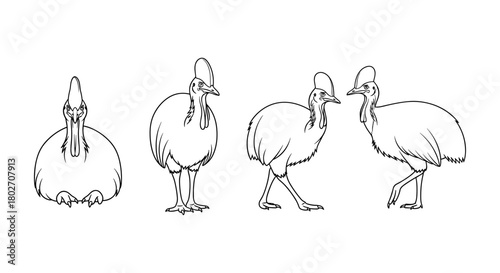 Cassowary silhouette in various poses: front, side, walking, sitting