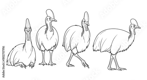Elegant cassowary line art: four majestic poses showcasing unique features