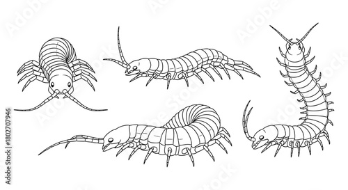 Insect anatomy: detailed black and white centipede line art collection