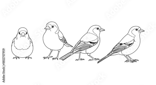 Line art sparrow collection: four detailed bird outlines for creative projects
