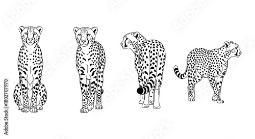 Black and white cheetah illustrations: detailed animal line art designs