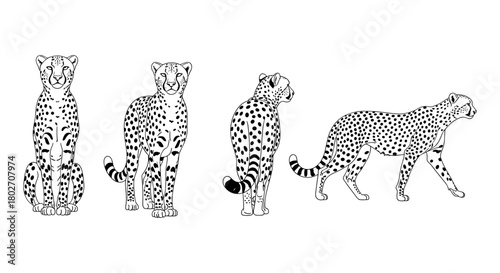 Cheetah outlines: dynamic big cat poses in black and white design